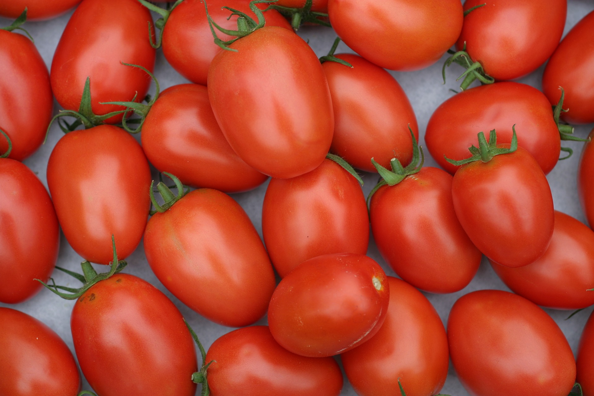 La Roma Tomato La Roma Tomato